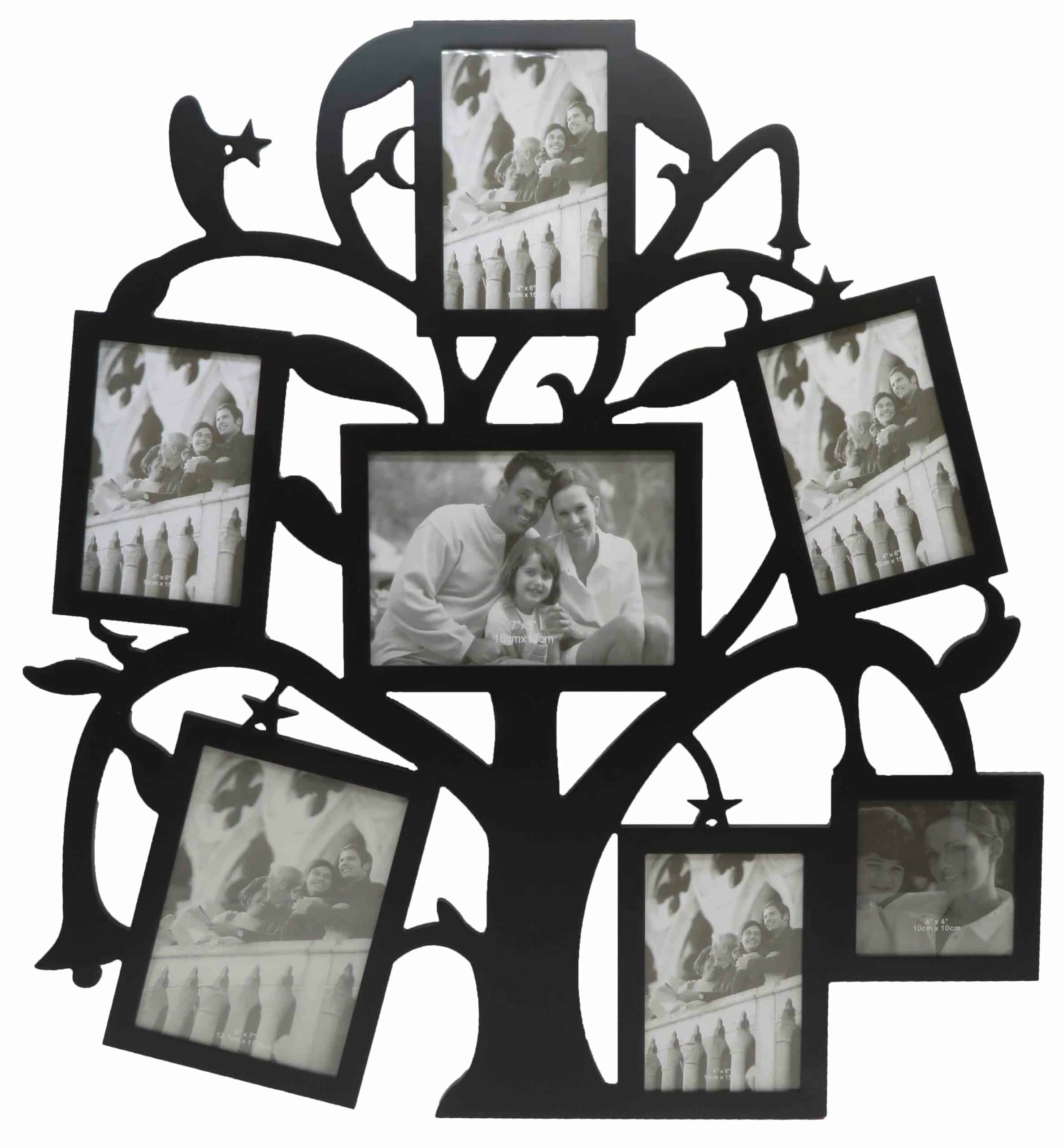 חבצלת - עץ תמונות משפחה, 7 תמונות חבצלת - עץ תמונות משפחה, 7 תמונות